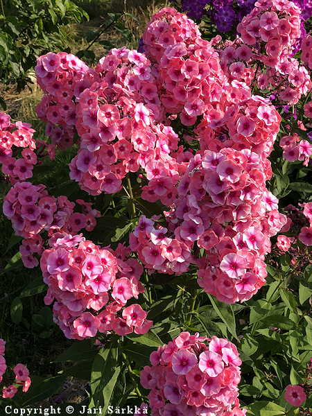Phlox paniculata 'Larissa', syysleimu